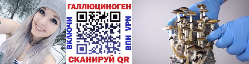 Псилоцибиновые грибы GOLDEN TEACHER  как найти закладки  Покров 
